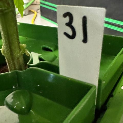 CxLAZ #31 C growlog timeline photo