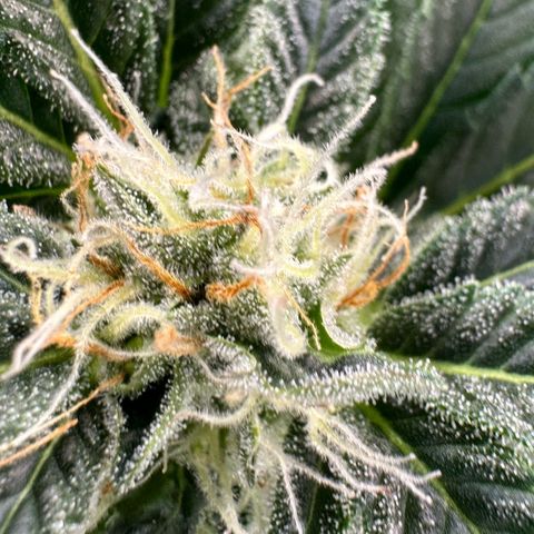 Fuel D.OG #2 Female 49.44g M growlog timeline photo