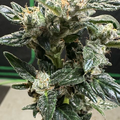 Auto Think Different  #3 growlog timeline photo