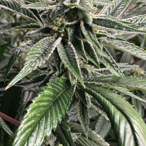MiscxLAZ #26 C #1 47.15g growlog timeline photo