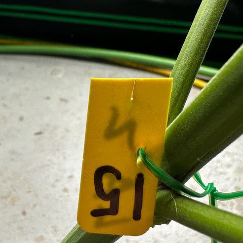 CxLAZ #15 52g growlog photo: Harvest day