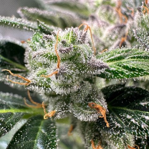 Auto Think Different  #1 growlog timeline photo