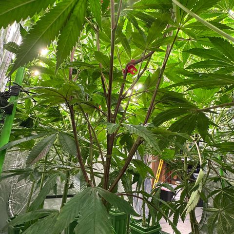 MiscxLAZ 5-4 34.63g growlog timeline photo
