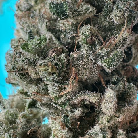 CxLAZ #15 52g growlog timeline photo