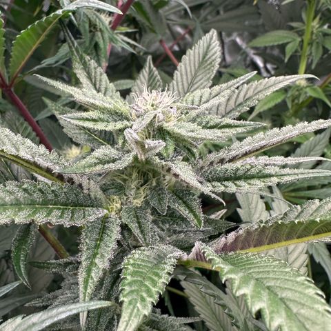 MiscxLAZ #22 C 42.33g growlog timeline photo