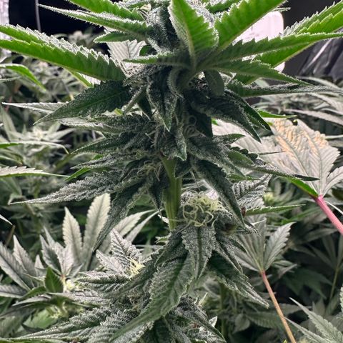MiscxLAZ 5-4 34.63g growlog timeline photo