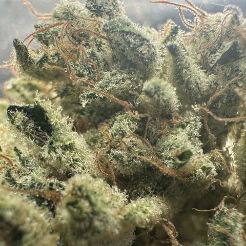 CxLAZ #15 52g growlog photo: Trim and put in grove bag, kind of dry.