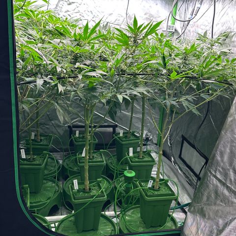 Fuel D.OG #1 Female 47.36g growlog timeline photo