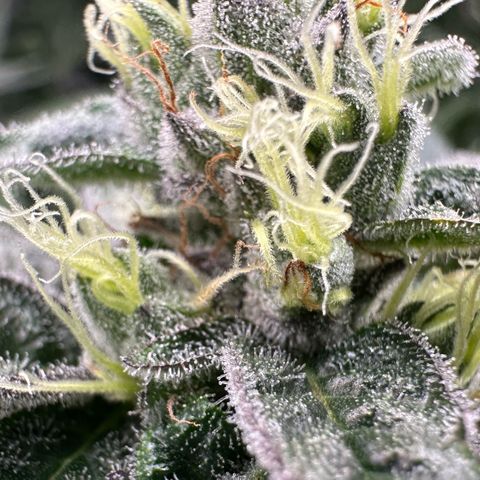 CxLAZ #03 C #1 58.58g growlog timeline photo