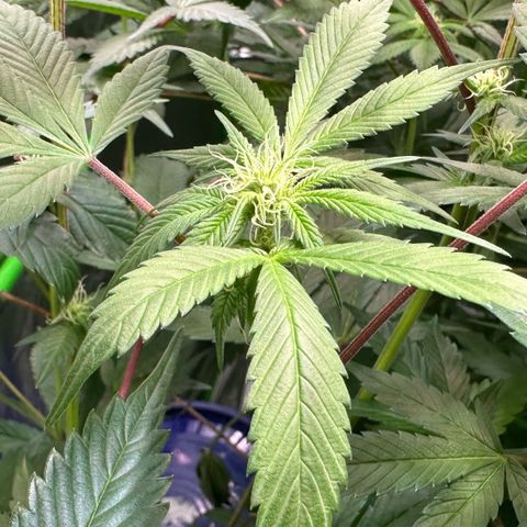 CxLAZ #03 C #1 58.58g growlog timeline photo
