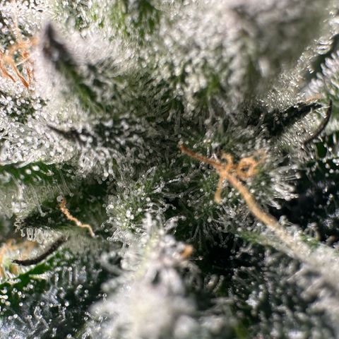 MiscxLAZ #29 C growlog timeline photo