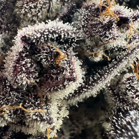 Misc x (LA Kush x Zkittles) #22 34.14g growlog timeline photo