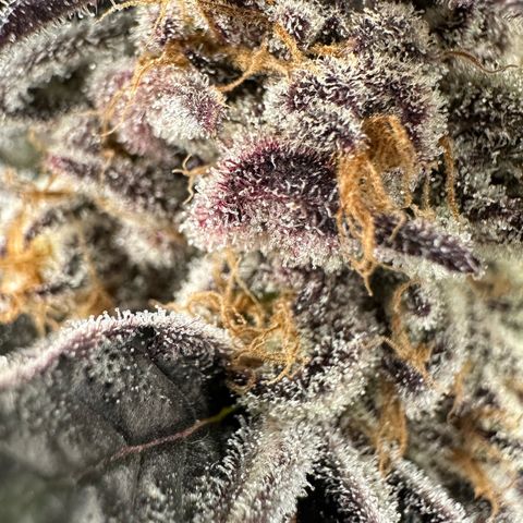 Misc x (LA Kush x Zkittles) #37 42.26g growlog timeline photo