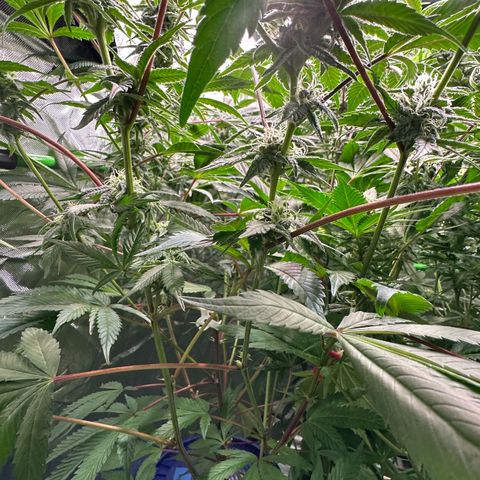 CxLAZ #03 C #1 58.58g growlog timeline photo