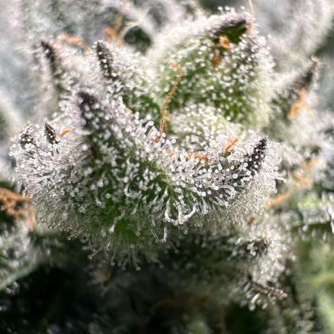 MiscxLAZ #29 C growlog timeline photo