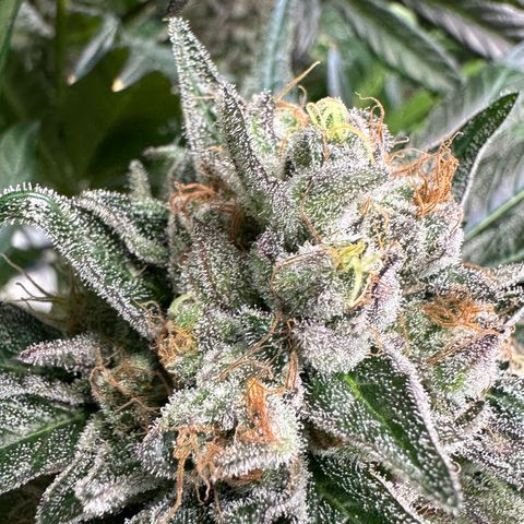 CxLAZ #14 53.59g growlog timeline photo