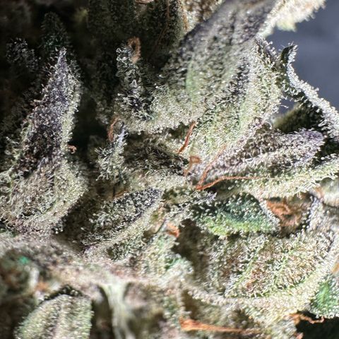 Misc x (LA Kush x Zkittles) #05 growlog timeline photo
