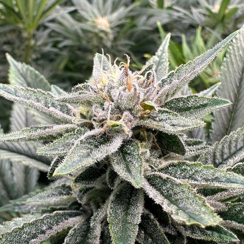 MiscxLAZ #26 C #1 47.15g growlog timeline photo
