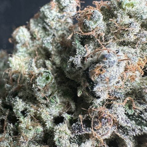 CxLAZ #24 37.13g growlog timeline photo