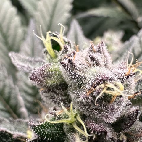 MiscxLAZ #22 C 42.33g growlog timeline photo