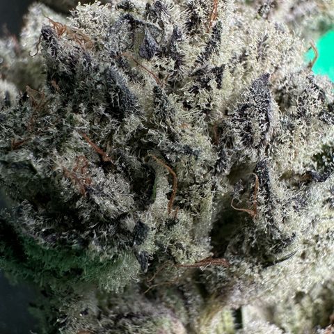 Misc x (LA Kush x Zkittles) #29 25.69g growlog timeline photo