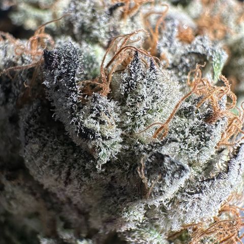 CxLAZ #31 58.75g growlog photo: Trimmed and moved to jar