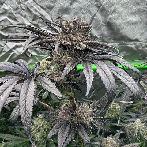 Misc x (LA Kush x Zkittles) #27 33.12g growlog timeline photo