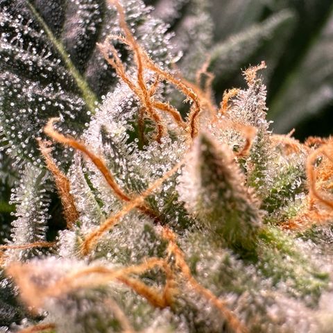 Fuel D.OG #2 Female 49.44g M growlog timeline photo