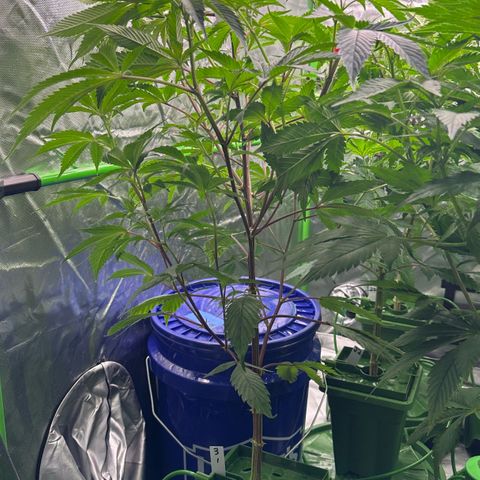 CxLAZ #03 C #1 58.58g growlog timeline photo