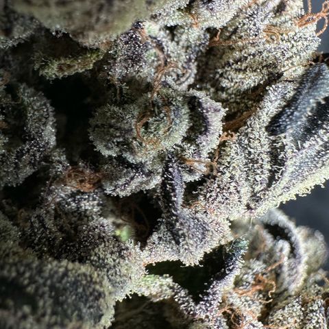 Misc x (LA Kush x Zkittles) #27 33.12g growlog photo: Moved to plastic bag