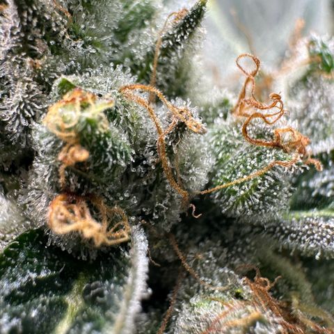 CxLAZ #06 growlog timeline photo