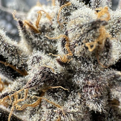 Misc x (LA Kush x Zkittles) #37 42.26g growlog timeline photo
