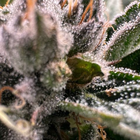 MiscxLAZ #26 C #1 47.15g growlog timeline photo