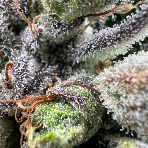 Misc x (LA Kush x Zkittles) #23 28.19g growlog timeline photo