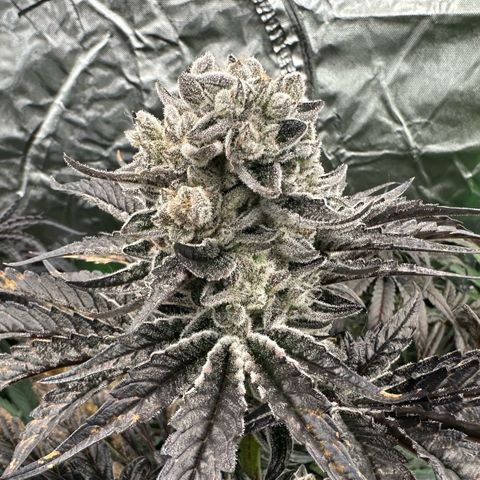 Misc x (LA Kush x Zkittles) #29 25.69g growlog timeline photo