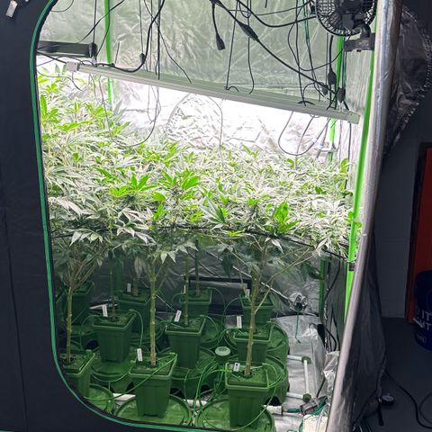 Fuel D.OG #1 Female 47.36g growlog timeline photo