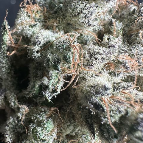 CxLAZ #24 37.13g growlog timeline photo