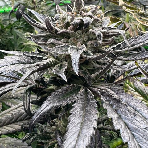 Misc x (LA Kush x Zkittles) #33 19.08g growlog timeline photo