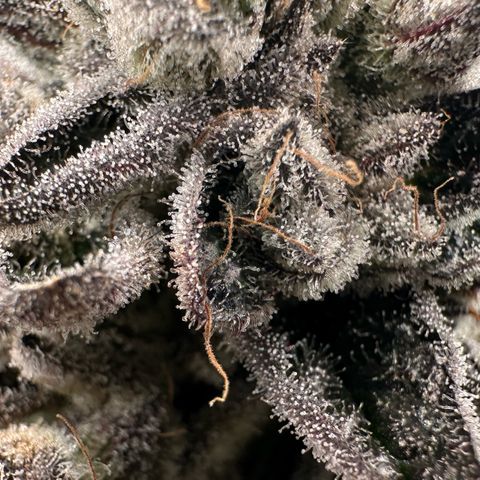 Misc x (LA Kush x Zkittles) #29 25.69g growlog timeline photo