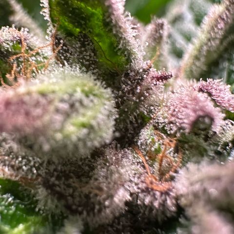 Misc x (LA Kush x Zkittles) #35 28.55g growlog timeline photo
