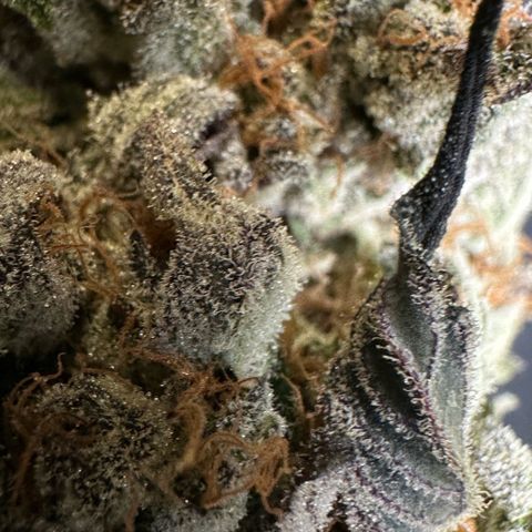 CxLAZ #31 58.75g growlog photo: Moved to plastic bag