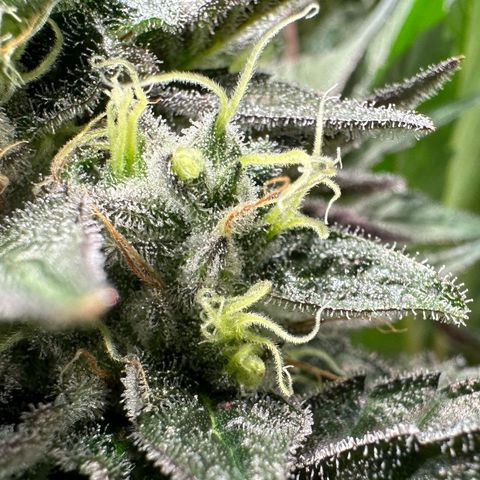 CxLAZ #03 C #1 58.58g growlog timeline photo