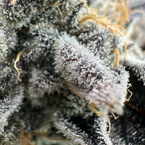 CxLAZ #16 50.72g growlog timeline photo