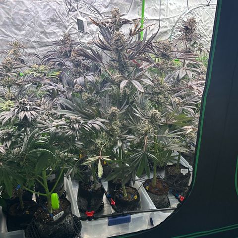 CxLAZ #16 50.72g growlog timeline photo