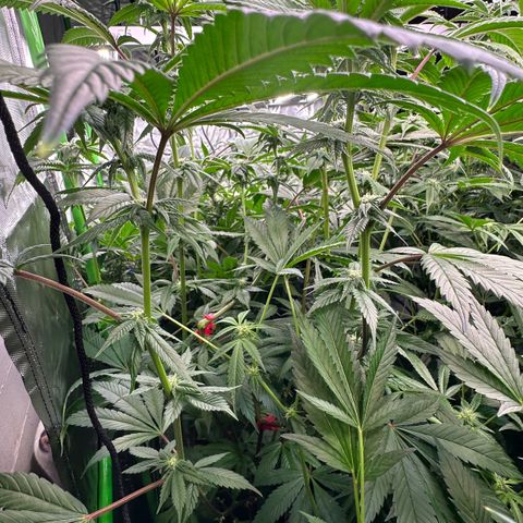 MiscxLAZ 5-4 34.63g growlog timeline photo
