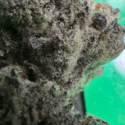 Misc x (LA Kush x Zkittles) #29 25.69g growlog timeline photo