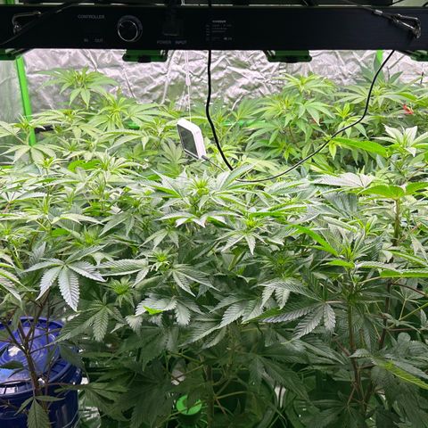 Fuel D.OG #1 Female 47.36g growlog timeline photo
