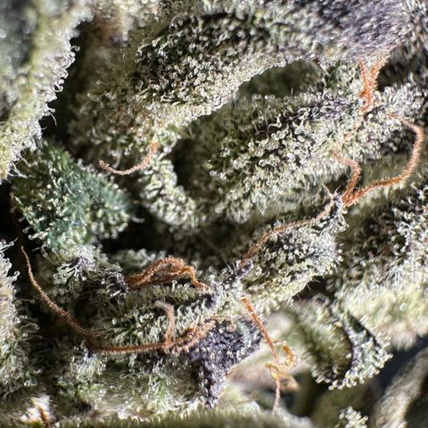 Misc x (LA Kush x Zkittles) #33 19.08g growlog photo: Moved to plastic bag