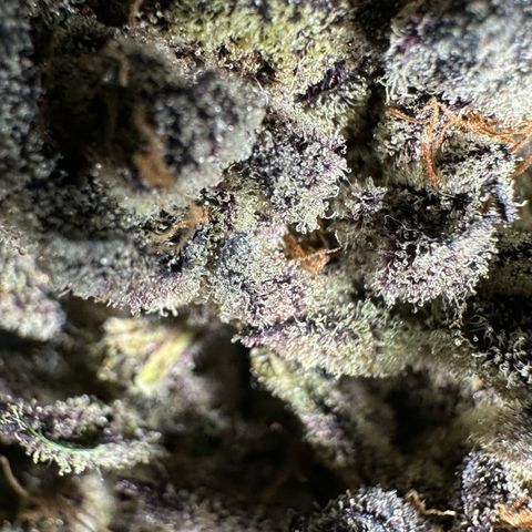 Misc x (LA Kush x Zkittles) #22 34.14g growlog photo: Moved to plastic bag