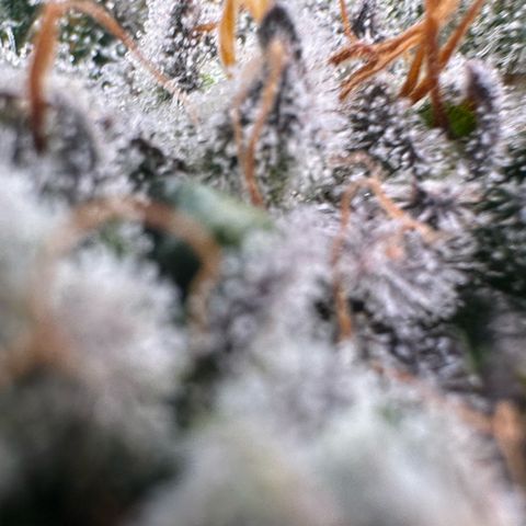 Misc x (LA Kush x Zkittles) #04 10.54g growlog timeline photo